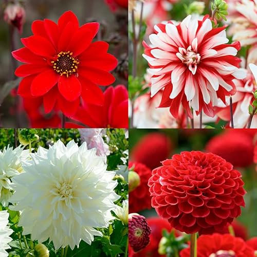 Dahlien Mischung „rot weiß“ | 4 Stück | Blumenzwiebel | Knolle | Gemischt | Rot | Weiß | 100% Blütegarantie | QFB Gardening