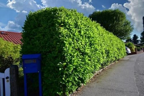 30st. Kirschlorbeer Rotundifolia 25-30cm reine Pflanzenhöhe im Topf Pflanzen Prunus laurocerasus Lorbeer schnellwachsend Heckenpflanzen