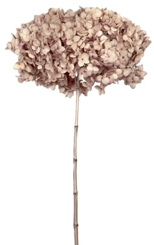 Ortensia STABILIZZATA | VARI COLORI | 20x60 cm Bomboniera Allestimento feste cerimonie fiori fiore vero (Nocciola)
