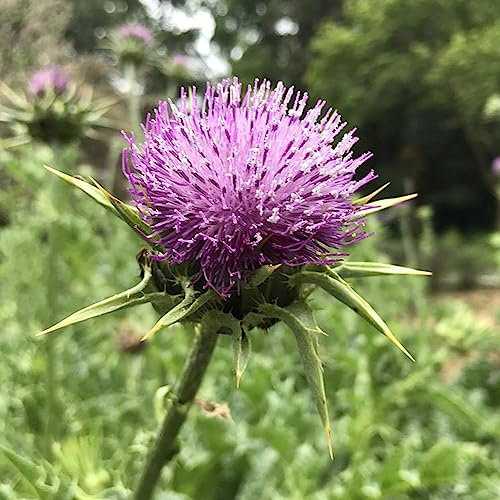 Luojuny Mariendistelsamen, 50 Stück/Beutel, Blumensamen, medizinisch, natürlich, gute Ernte, einfache Pflanze, Mariendistelsamen zum Pflanzen Samen