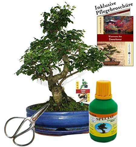 Bonsai - Chin. Liguster - Ligustrum - ca. 10 Jahre - 25cm Schale - Geschenk-Set mit Schere und Dünger