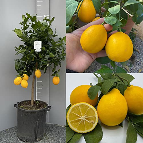 Citronnier SAVINI VIVAI, citronnier Meyer en pot de 35 cm hauteur 150-180 cm 6-7 ans de greffage, fabriqué en Italie