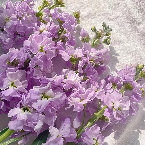 250 pcs veilchen blumen samen - topfpflanzen draußen winterhart usambaraveilchen,Matthiola incana,Violette pflanzensamen winterfeste pflanzen für garten blumenwiese samen mehrjährig