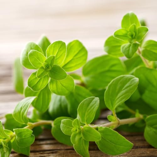 400 pcs Majoran Samen Bio - kräuterpflanzen, bio samen, Origanum majorana - kräuter samen mehrjährig pflanzensamen büropflanzen dekopflanzen bonsai kaufen kräuterlinge pflanzensamen