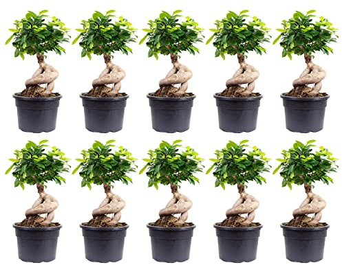 10-er Set Chinesische Feige - echte Zimmerpflanze, Ficus Ginseng - Höhe ca. 40 cm, Topf-Ø 17 cm