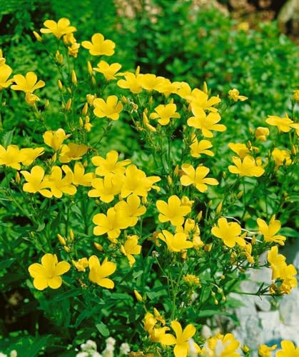 Gelber Lein im Topf Linum flavum winterhart Steingarten mehrjährig