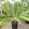 Sago Palm Sago Palm Pflanzen Japanischer Sagopalmfarn Cycas Revoluta Pflanzen Winterhart Winterhart Zwiebeln Blumenzwiebeln MehrjäHrig Winterhart-5bulbs-B