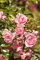 Rosa 'The Fairy' 40-60 cm - Bodendeckerrose, zartrosa Blüten, Blütezeit Juni-Oktober, ideal für Beete und Rabatten, pflegeleicht und robust