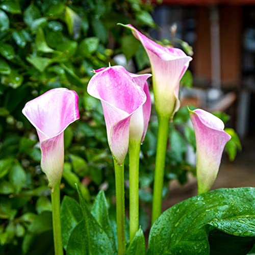 Bulbi di calla Calla Lily Bulbi Piacevole Piantare Fascino Graziosa Decorazione Perenne Balcone