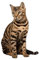 Vipomkowa Lightning Deals of Today Prime Lovely Christmas Black Cat Ornaments, Black Cat Christmas Tree Decorations,Hanging Pendant Keepsake for Car Home Decor and Cat Lovers, Gifts for Christmas- KK