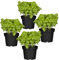 Cuatro Plantas de Albahaca - Plantas Premium DECOALIVE - Hierbas Naturales para Huerto Urbano - Plantas Aromáticas