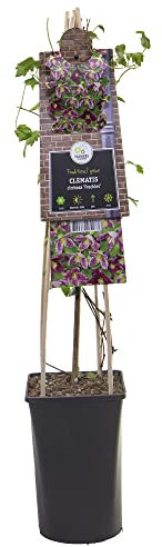 mgc24 Kletterpflanze Clematis cirrhosa Freckles Waldrebe im 2l-Container 1 Pflanze