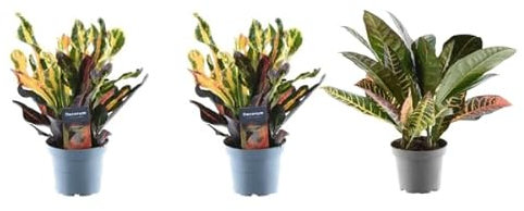 Croton Codiaeum Mix – 3 Pflanzen im Set – Wunderstrauch – Bunte Zimmerpflanzen – Exotische Blattschmuckpflanzen – Ø12cm – 30cm