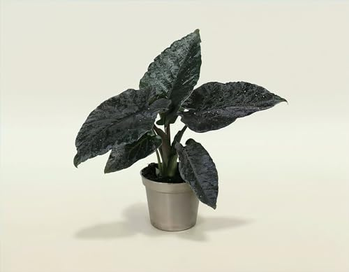 NatureHolic Zimmerpflanze Alocasia Antoro Velvet - tiefdunkles, samtiges Pfeilblatt mit markanter Aderung - Pflegeleichte echte Pflanze für Drinnen - 13 cm, 6 cm Topf