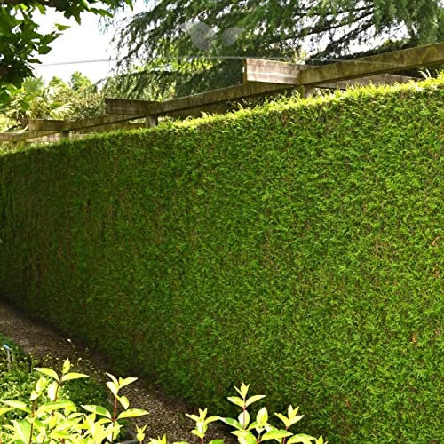 Gardline - Lebensbaum plicata Martin 160-180 cm. 3-150 Bäume. Grüner Thuja Sichtschutz Zaun - 15 St. (ca. 6,5 Meter)
