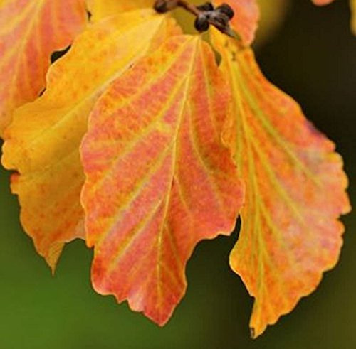 Eisenholzbaum Vanessa 125-150cm - Parrotia persica - lebende Gartenpflanze aus den Baumschulen