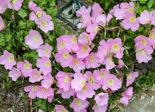 100 graines de fleurs d'Oenothera roses fraîches et neuves