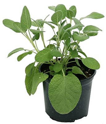 Salvia a foglia larga 6 piante in vaso Ø14 Cm./H 25 Cm.