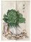 Hiseng Japanese Noren Curtain Long Type Door Tapestry for Home Decoration, Bedroom Kitchen Restaurant Bathroom Doorway Curtain, Toilet Partition Hanging Curtain (Chinese cabbage,85x90cm)