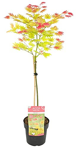 Bloomique - Acer Shirasawanum Moonrise - Japanischer Ahorn auf Stamm - Gartenpflanzen - Baum - Winterhart - 80-100 cm Hoch - Topf 19 cm