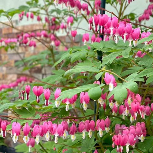 Pianta del cuore sanguinante - semi Semi di cuore sanguinante piante da balcone piante da giardino piante sospese resistenti perenni pianta decorativa fiori da giardino - Piante rare - 55pcs