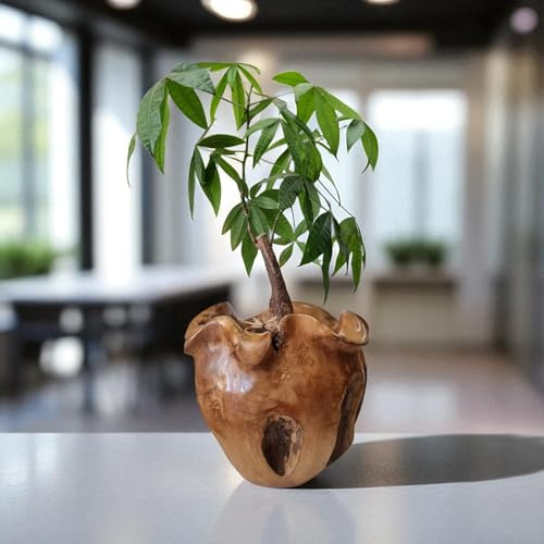 Kinaree Wurzelholz Übertopf aus massivem Teak – Handgefertigter Blumentopf/Pflanztopf in 2 Größen aus Indonesien – Naturprodukt aus Holz – Holztopf für Zimmerpflanzen – Dekoration im Asia Stil (Groß)