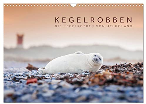 Kegelrobben - Die Kegelrobben von Helgoland (Wandkalender 2026 DIN A3 quer), CALVENDO Monatskalender: Die bekannten Kegelrobben von Helgoland in ihrer natürlichen Umgebung. (CALVENDO Orte)