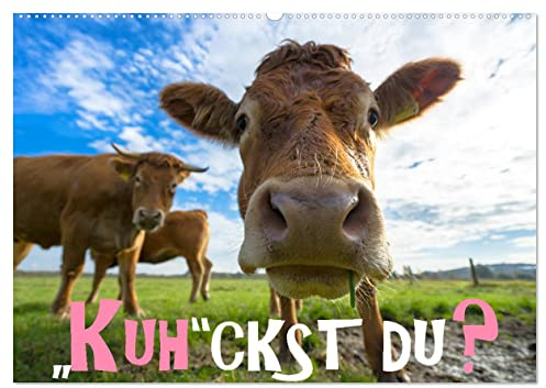 Kuhckst du? (Wandkalender 2026 DIN A2 quer), CALVENDO Monatskalender: Ein Kalender für alle Kuhliebhaber und Tierfreunde. (CALVENDO Tiere)