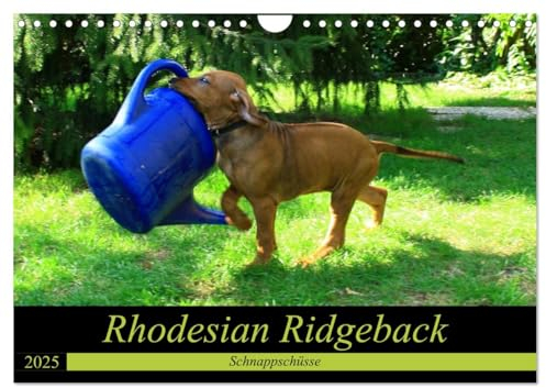 Rhodesian Ridgeback - Schnappschüsse - (Wandkalender 2025 DIN A4 quer), CALVENDO Monatskalender: witzige und außergewöhnliche Fotos (CALVENDO Tiere)