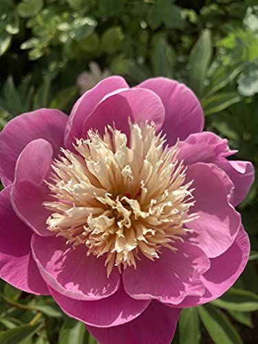 3 Roots of Peony (Bowl of Beauty) Includes Postage