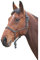 Shires Pferd Knotenhalfter (Einheitsgröße) (Schwarz/Weiß)