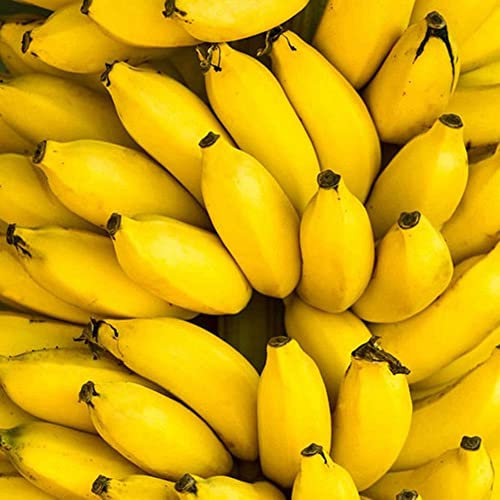 Haloppe 50 Unids Semillas de Frutas de Plátano para la Plantación de Jardín en el Hogar, Semillas de Árbol de Plátano Enano Mini Bonsai Fruit Home Garden Office Plant Decor Semillas de plátano