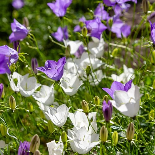 Bloomique - 6er - Set - Glockenblume (Campanula carpatica 'White Clips') - Reichblühend - Winterhart - Mehrjährig - Höhe 10-20 cm - Topf 9 cm