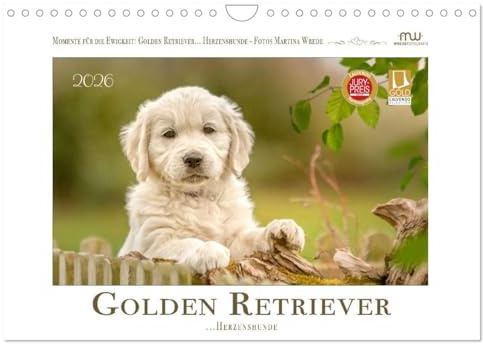 Golden Retriever... Herzenshunde (Wandkalender 2026 DIN A4 quer), CALVENDO Monatskalender: Zauberhafte Golden Retrieverfotos begleiten Sie durch das Jahr (CALVENDO Tiere)