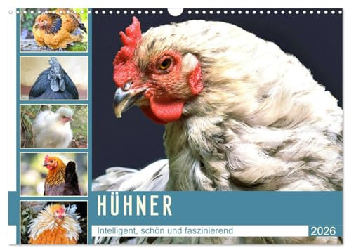 Hühner. Intelligent, schön und faszinierend (Wandkalender 2026 DIN A3 quer), CALVENDO Monatskalender: Nützliche und fröhlich gackernde Eierlieferanten zum Verlieben (CALVENDO Tiere)