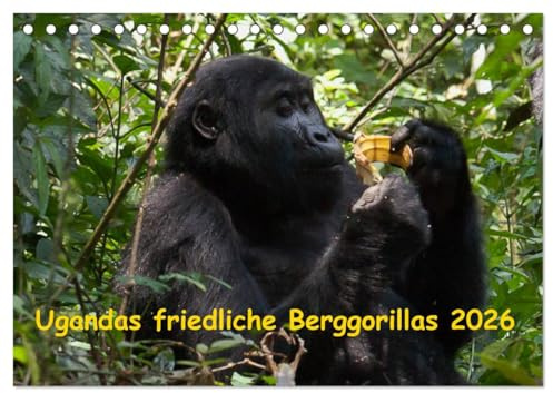 Ugandas friedliche Berggorillas (Tischkalender 2026 DIN A5 quer), CALVENDO Monatskalender: Habinyanja Gorillafamilie im Urwald von Uganda (CALVENDO Tiere)