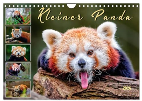 Kleiner Panda (Wandkalender 2026 DIN A4 quer), CALVENDO Monatskalender: Eindrucksvolle Bilder eines wunderschönen Tieres. (CALVENDO Tiere)