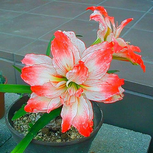Amaryllis Zwiebel, Winterhart,Gartenpflanze,Echte Hippeastrum Zwiebeln,Topfpflanze, Exklusive Blumenzwiebeln, leuchtende Blüten,Zwiebel,Winterhart Mehrjährig-1zwiebeln-E