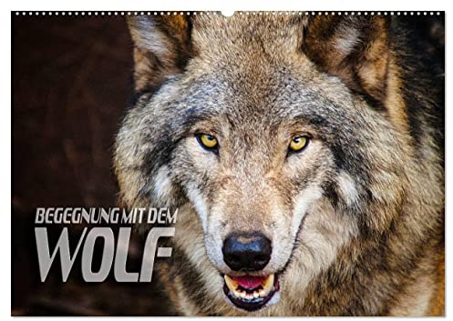 Begegnung mit dem Wolf (Wandkalender 2026 DIN A2 quer), CALVENDO Monatskalender: Faszinierende Aufnahmen von Wölfen aus verschiedenen Territorien (CALVENDO Tiere)