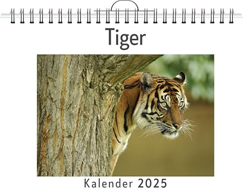 Tiger - (Wandkalender 2025, Kalender DIN A4 quer, Monatskalender im Querformat mit Kalendarium, das perfekte Geschenk)
