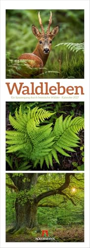Waldleben Triplet-Kalender 2027 | Spaziergang durch heimische Wälder | Beruhigender Natur-Kalender im schlanken Hochformat (24x66 cm) | Triplet-Fotos