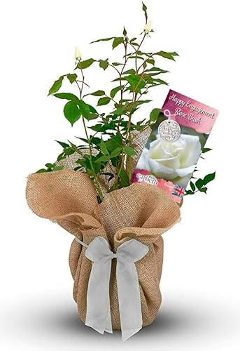 Carbeth Plants 'Happy Engagement' Rose Gift Wrapped in 3L Pot