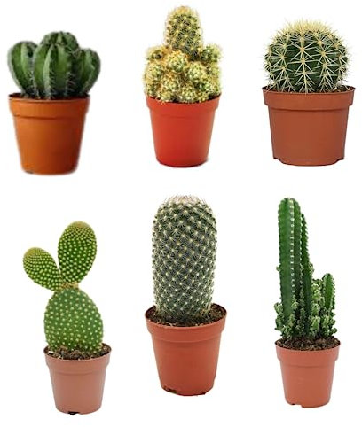 Pack 6 Cactus naturales interior y exterior Variados en Maceta de 5cm Kit Ahorro Plantas Naturales.