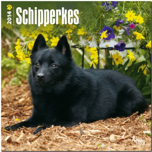 Schipperkes 2014 Calendar