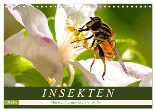 INSEKTEN - Makrofotografie in freier Natur (Wandkalender 2026 DIN A4 quer), CALVENDO Monatskalender: Es summt und brummt: Bienen, Fliegen, Käfer und Schmetterlinge (CALVENDO Tiere)