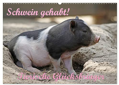 Schwein gehabt! (Wandkalender 2026 DIN A2 quer), CALVENDO Monatskalender: Tierische Glücksbringer (CALVENDO Tiere)