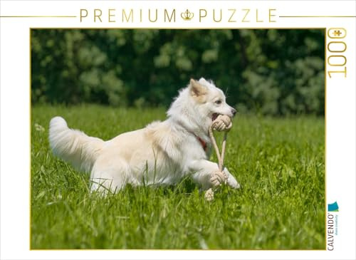 CALVENDO Puzzle Junger Islandhund beim Apportieren | 1000 Teile Lege-Größe 64 x 48 cm Foto-Puzzle für glückliche Stunden