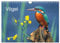 Vögel (Wandkalender 2025 DIN A4 quer), CALVENDO Monatskalender