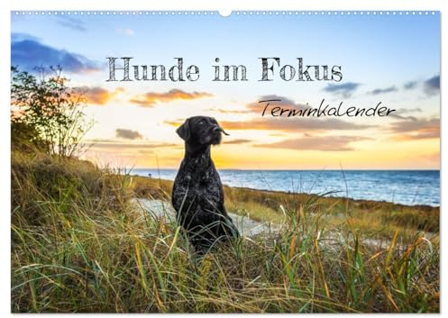 Hunde im Fokus (Wandkalender 2026 DIN A2 quer), CALVENDO Monatskalender: Die Vielfalt der Hunde(rassen) im Fokus. (CALVENDO Tiere)