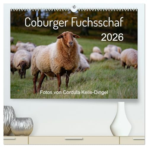 Coburger Fuchsschaf (hochwertiger Premium Wandkalender 2026 DIN A2 quer), Kunstdruck in Hochglanz: Porträts und besondere Momentaufnahmen einer alten Schafrasse (CALVENDO Tiere)